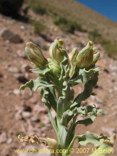 Imágen de Alstroemeria andina (). Haga un clic para aumentar parte de imágen.