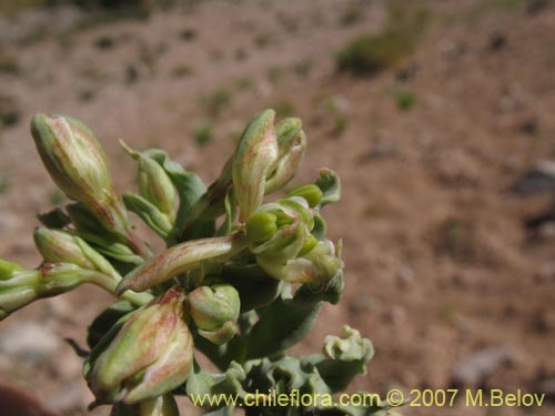 Imágen de Alstroemeria andina (). Haga un clic para aumentar parte de imágen.