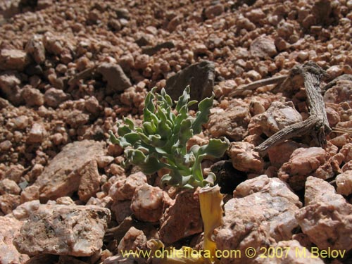 Imágen de Alstroemeria andina (). Haga un clic para aumentar parte de imágen.