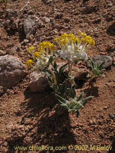 Imágen de Cruckshanksia hymenodon var. hymenodon (). Haga un clic para aumentar parte de imágen.