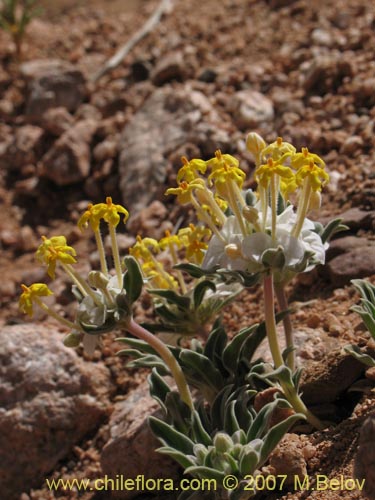 Cruckshanksia hymenodon var. hymenodonの写真