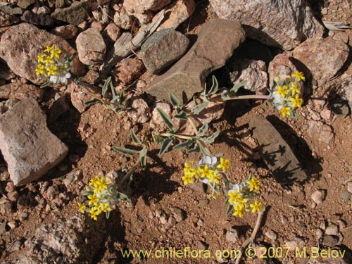 Imágen de Cruckshanksia hymenodon var. hymenodon (). Haga un clic para aumentar parte de imágen.