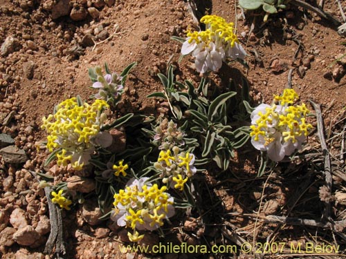 Cruckshanksia hymenodon var. hymenodon의 사진