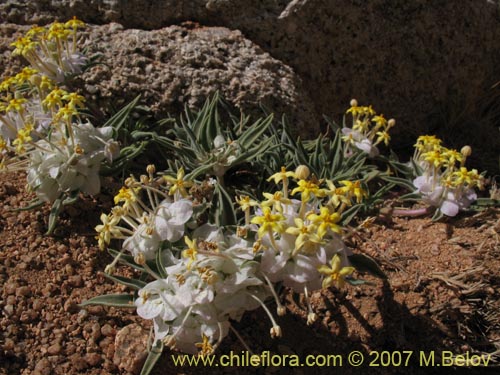 Imágen de Cruckshanksia hymenodon var. hymenodon (). Haga un clic para aumentar parte de imágen.