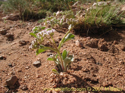 Фотография Homalocarpus dichotomus (). Щелкните, чтобы увеличить вырез.