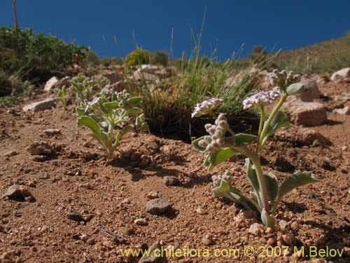 Imágen de Homalocarpus dichotomus (). Haga un clic para aumentar parte de imágen.