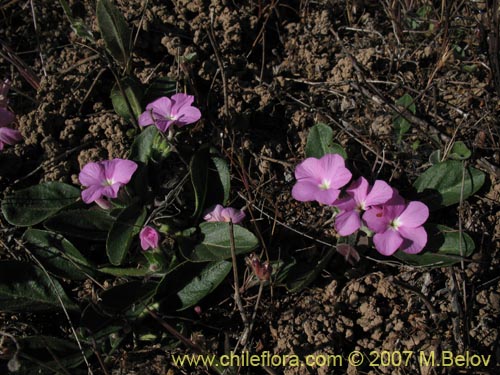 Image of Stenandrium dulce (Hierba de la piñada). Click to enlarge parts of image.