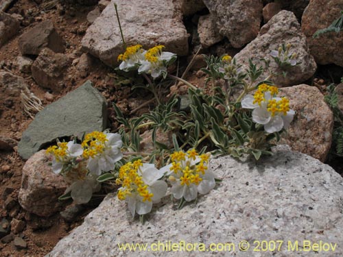 Imágen de Cruckshanksia hymenodon var. hymenodon (). Haga un clic para aumentar parte de imágen.