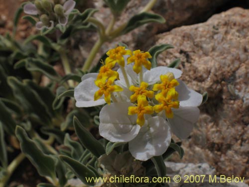 Imágen de Cruckshanksia hymenodon var. hymenodon (). Haga un clic para aumentar parte de imágen.