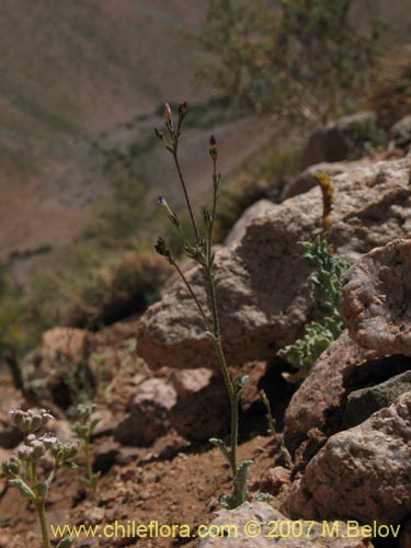 Imágen de Gilia crassiflora (). Haga un clic para aumentar parte de imágen.