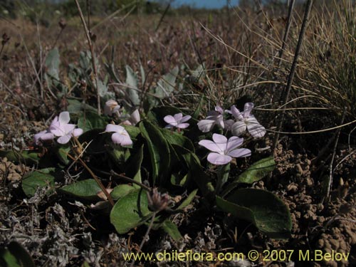 Image of Stenandrium dulce (Hierba de la piñada). Click to enlarge parts of image.