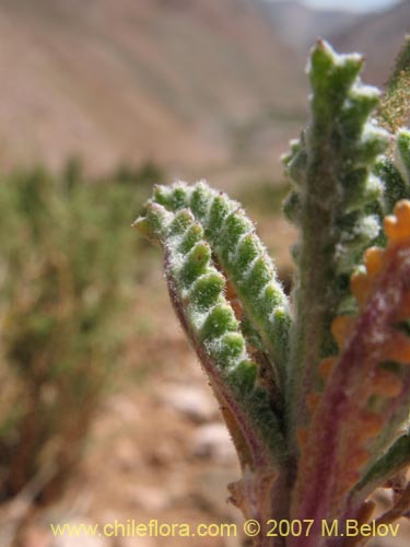 Imágen de Gilia crassiflora (). Haga un clic para aumentar parte de imágen.