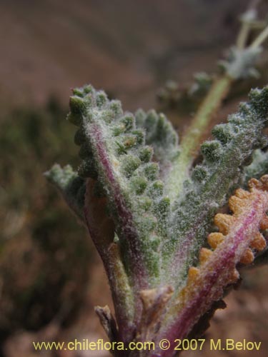 Bild von Gilia crassiflora (). Klicken Sie, um den Ausschnitt zu vergrössern.