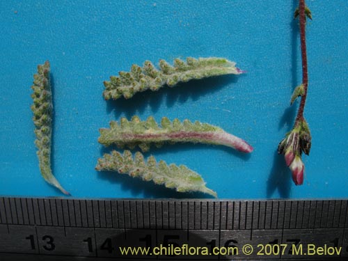 Gilia crassiflora의 사진