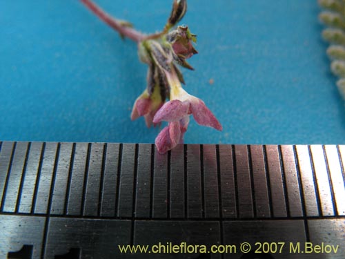 Фотография Gilia crassiflora (). Щелкните, чтобы увеличить вырез.