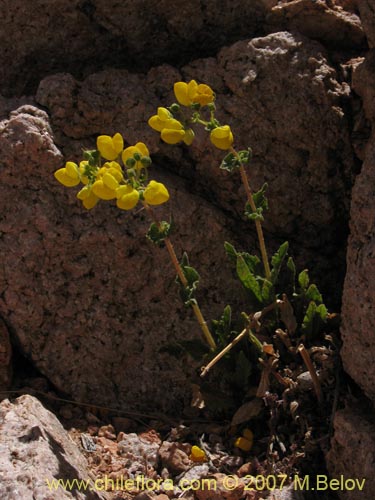 Calceolaria glandulosa의 사진