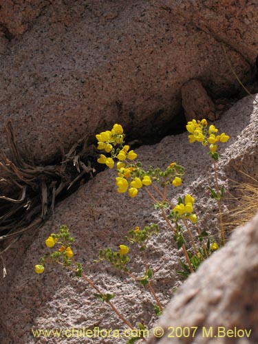 Bild von Calceolaria glandulosa (). Klicken Sie, um den Ausschnitt zu vergrössern.