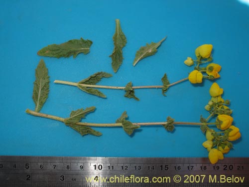 Image of Calceolaria glandulosa (). Click to enlarge parts of image.