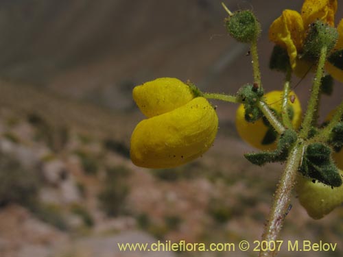 Calceolaria glandulosaの写真