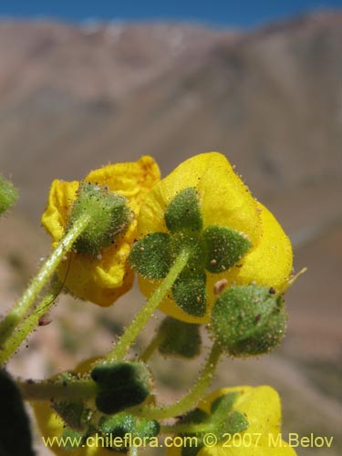 Image of Calceolaria glandulosa (). Click to enlarge parts of image.