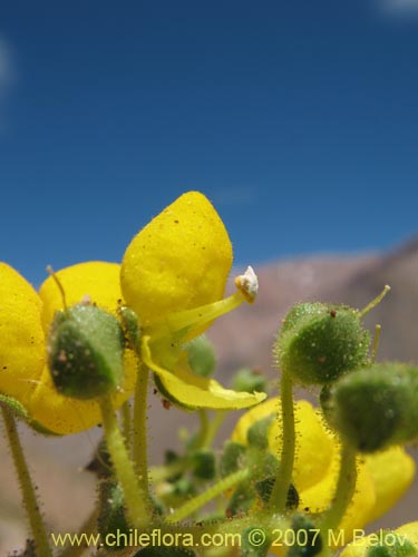 Calceolaria glandulosa의 사진