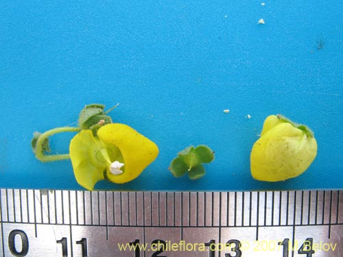 Image of Calceolaria glandulosa (). Click to enlarge parts of image.