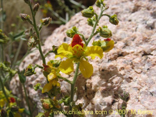 Bild von Dinemagonum gayanum (). Klicken Sie, um den Ausschnitt zu vergrössern.