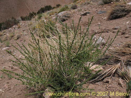 Image of Unidentified Plant sp. #3013 (). Click to enlarge parts of image.