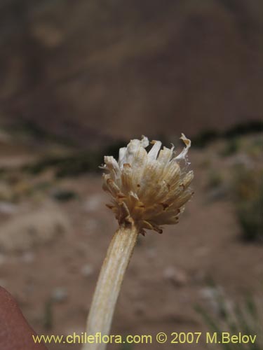 Image of Unidentified Plant sp. #3013 (). Click to enlarge parts of image.