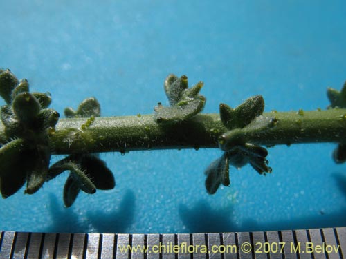 Image of Unidentified Plant sp. #3013 (). Click to enlarge parts of image.