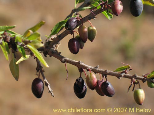 Фотография Fuchsia lycioides (Palo de yegua / Palo falso). Щелкните, чтобы увеличить вырез.