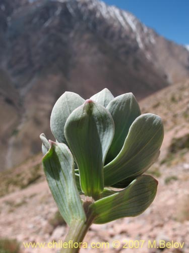 Bild von Alstroemeria andina (). Klicken Sie, um den Ausschnitt zu vergrössern.