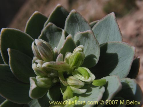 Alstroemeria andinaの写真