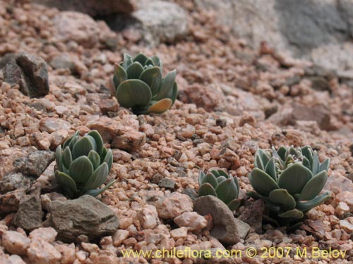 Image of Alstroemeria andina (). Click to enlarge parts of image.