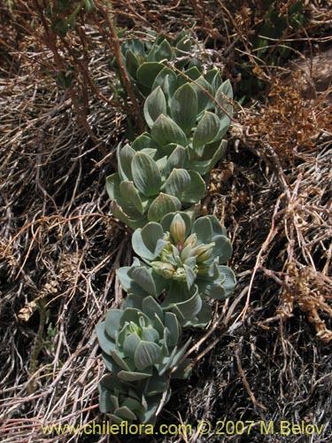 Imágen de Alstroemeria andina (). Haga un clic para aumentar parte de imágen.