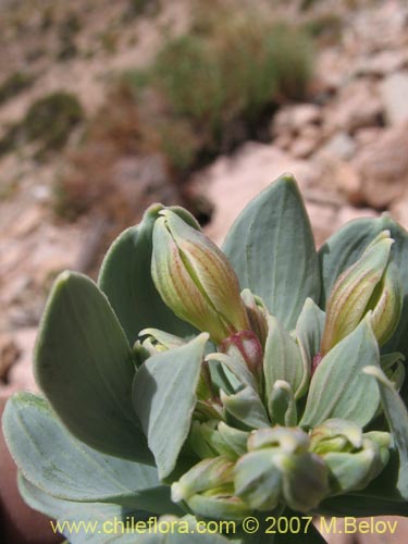 Image of Alstroemeria andina (). Click to enlarge parts of image.