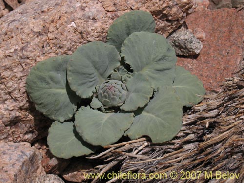 Фотография Pachylaena rosea (). Щелкните, чтобы увеличить вырез.