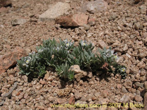 Imágen de Polygala solieri (). Haga un clic para aumentar parte de imágen.