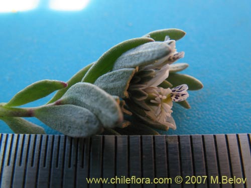 Image of Polygala sp.   #0852 (). Click to enlarge parts of image.