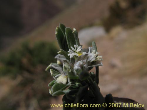 Imágen de Polygala solieri (). Haga un clic para aumentar parte de imágen.