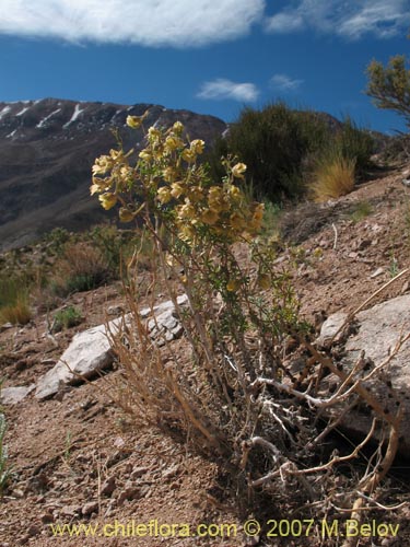 Фотография Tropaeolum leptophyllum (). Щелкните, чтобы увеличить вырез.