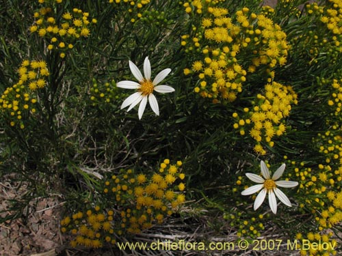 Image of Mutisia sinuata (). Click to enlarge parts of image.