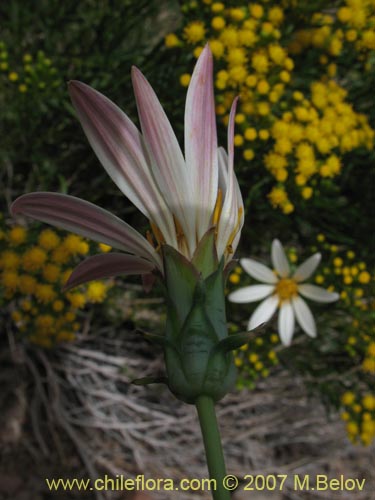 Bild von Mutisia sinuata (). Klicken Sie, um den Ausschnitt zu vergrössern.