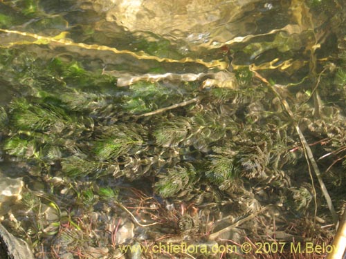 Bild von Myriophyllum aquaticum (). Klicken Sie, um den Ausschnitt zu vergrössern.