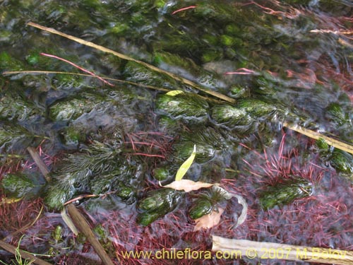 Image of Myriophyllum aquaticum (). Click to enlarge parts of image.