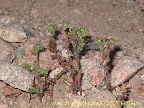 Bild von Phacelia cumingii (). Klicken Sie, um den Ausschnitt zu vergrössern.