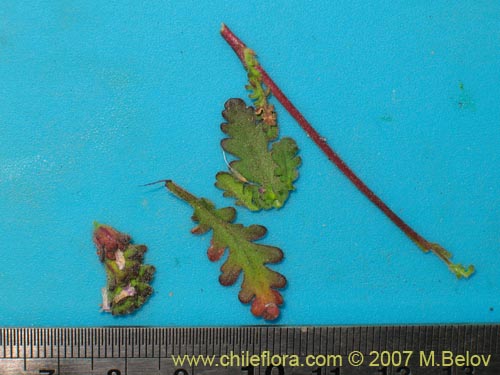 Imágen de Phacelia cumingii (). Haga un clic para aumentar parte de imágen.