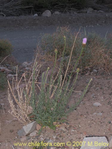 Bild von Centaurea cachinalensis (). Klicken Sie, um den Ausschnitt zu vergrössern.