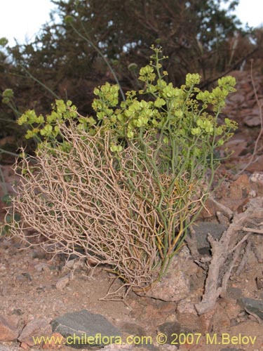 Image of Gymnophyton flexuosum (). Click to enlarge parts of image.