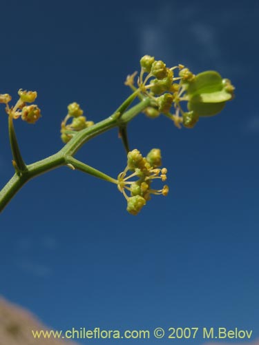 Imágen de Gymnophyton flexuosum (). Haga un clic para aumentar parte de imágen.